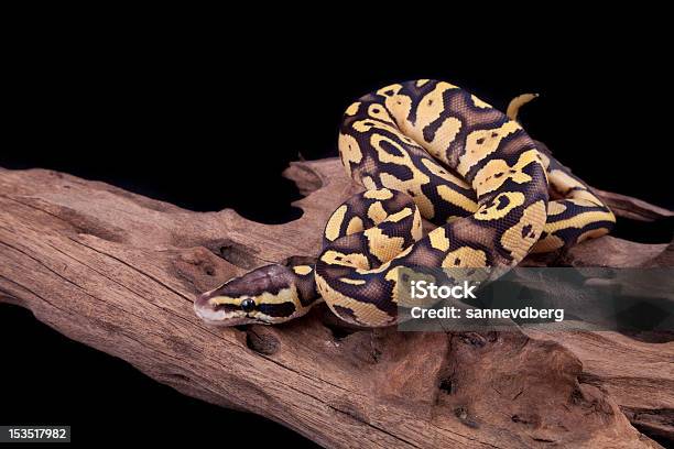 Babyball Oder Royal Python Leuchtkäfer Verändert Stockfoto und mehr Bilder von Bedrohte Tierart - Bedrohte Tierart, Biegung, Biologie