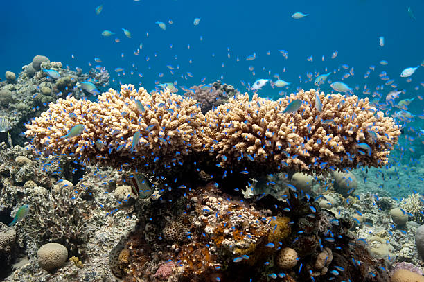in underwater garden coral bush with fish in Red sea taba stock pictures, royalty-free photos & images