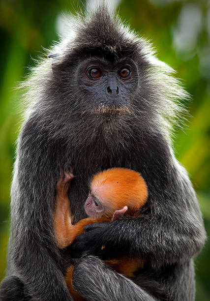 istock monkey mother and baby 153518124