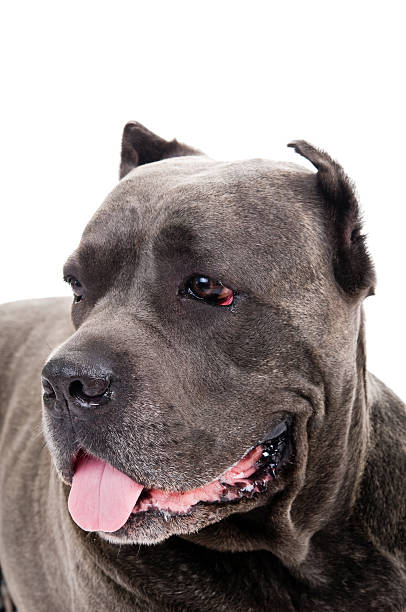 istock dog breed "Cane Corso" 153518185