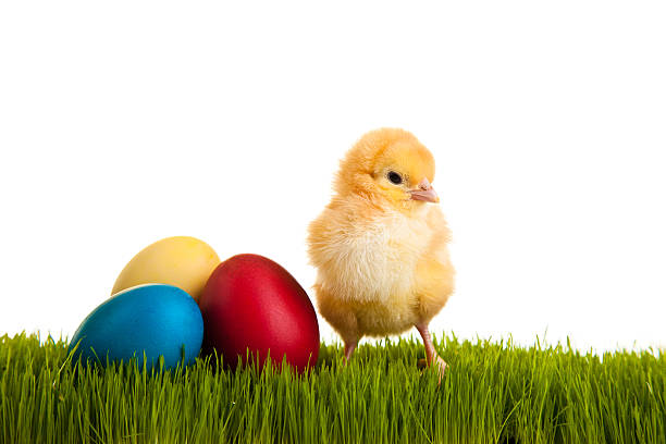 istock Easter eggs and baby chicken on green grass 153518236