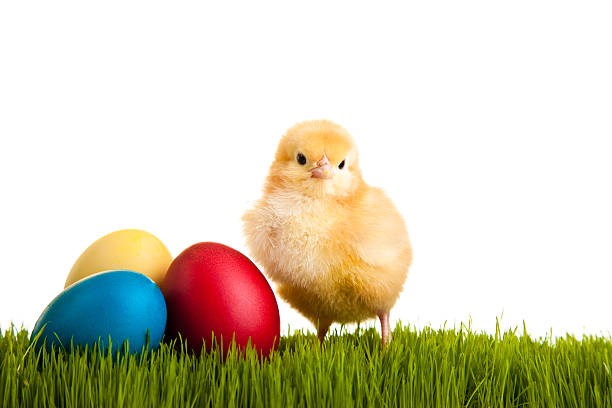 istock Easter eggs and baby chicken on green grass 153518296