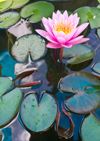 Pink lilies and lotus leaf on water.