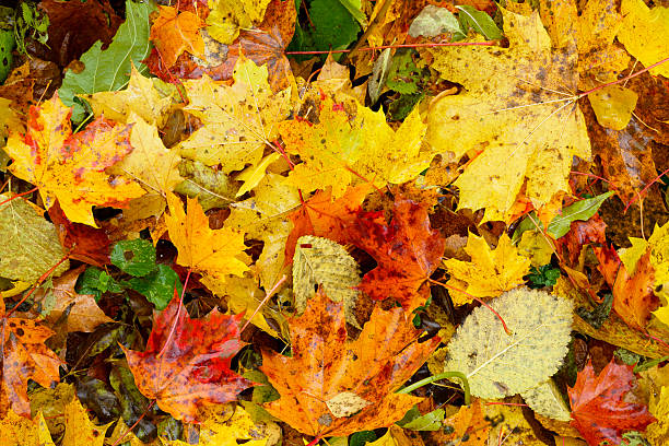 istock Colorful autumn leaves 153518477