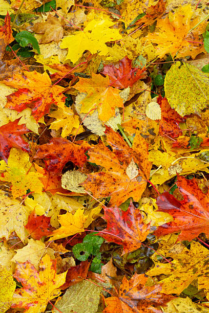 istock Colorful autumn leaves 153518535
