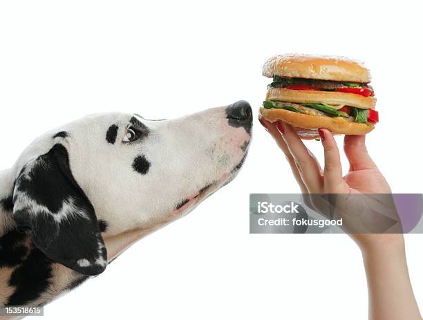 Foto de O Treinamento e mais fotos de stock de Cão - Cão, Com Fome, Frango