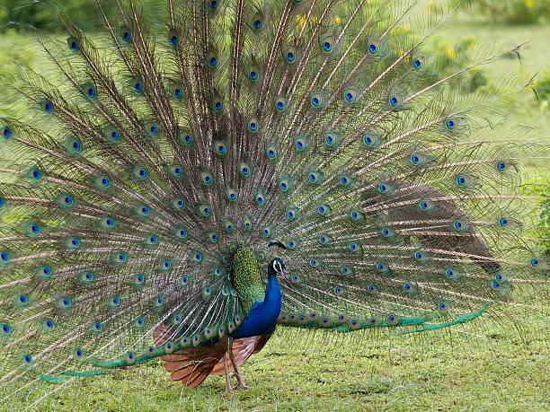 istock Wonderful peacock with fully fanned tail 153518680