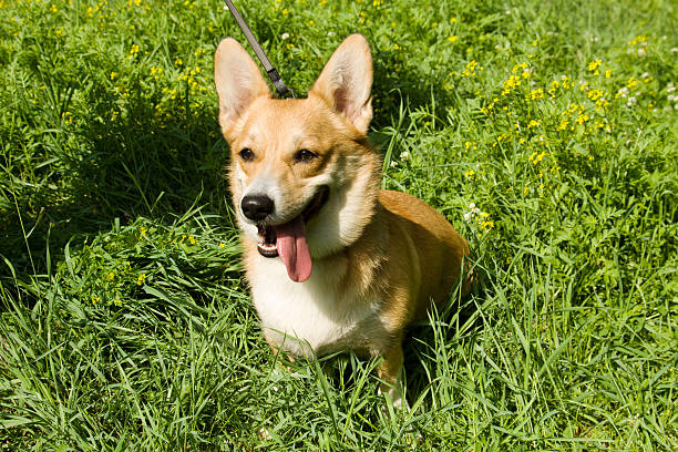 istock Welsh Corgi Pembroke dog 153518993