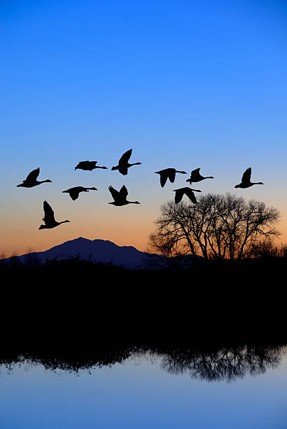 istock Canadian Geese Flying 153519137