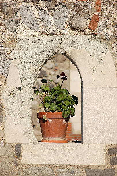 This is a geranium in an old castle's window stock photo