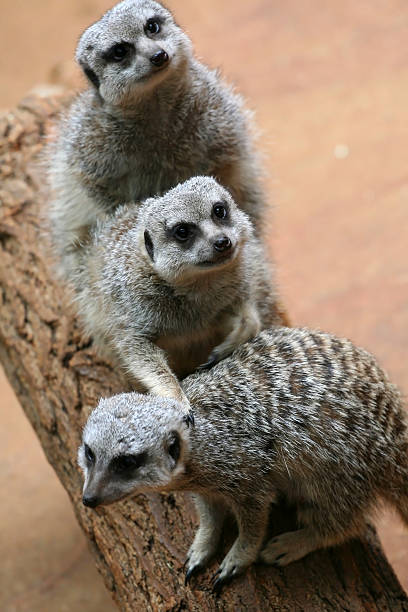 istock Meerkats on the timber 153519463
