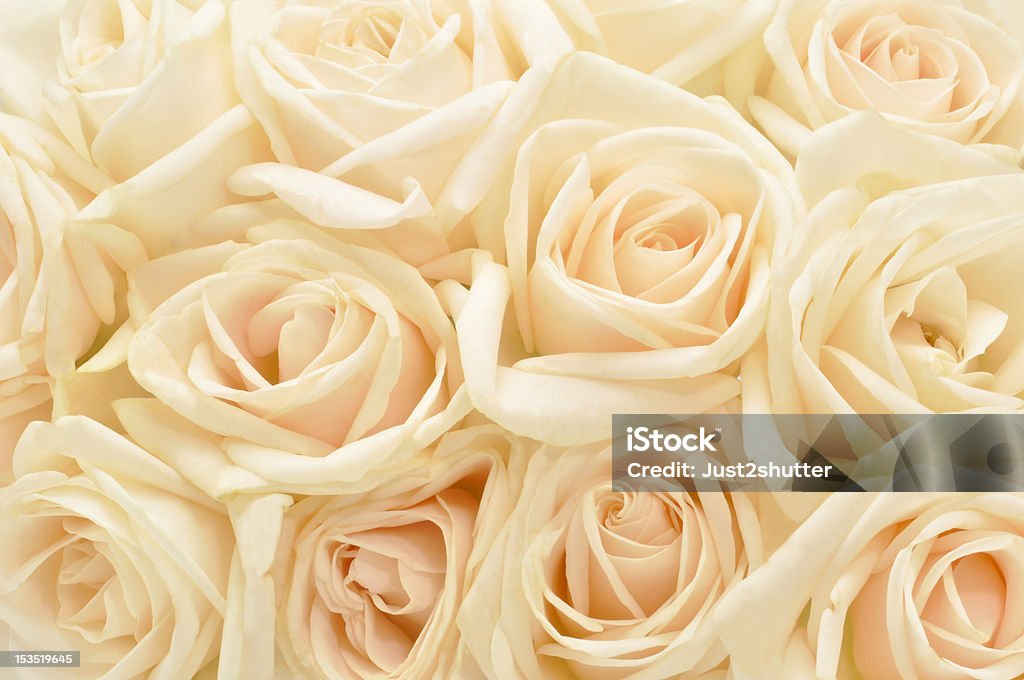Beautiful white rose background Rose bouquet, Beautiful white rose background Anniversary Stock Photo