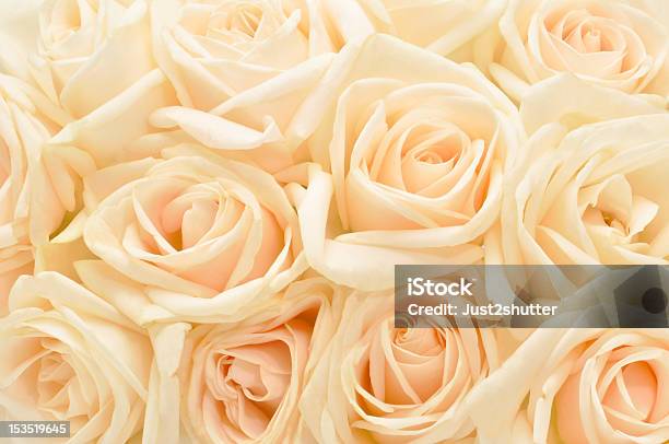 Beautiful White Rose Background Stock Photo - Download Image Now - Anniversary, Arrangement, Backgrounds