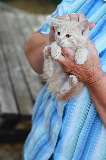 istock wild orange farm kitten being held for the first time 153519649
