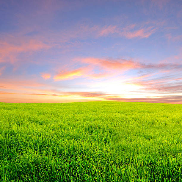 istock field of grass and sunset 153519735