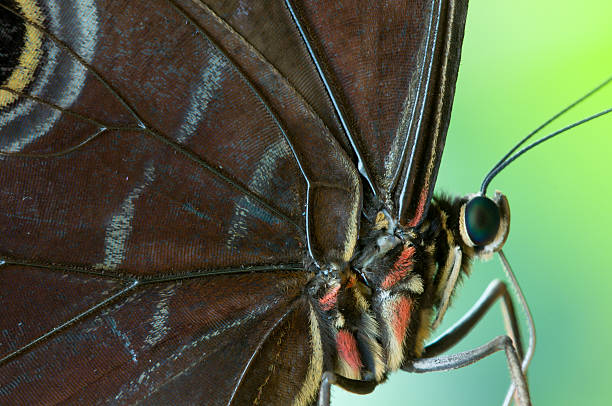 istock Detail of a tropical butterfly 153520048
