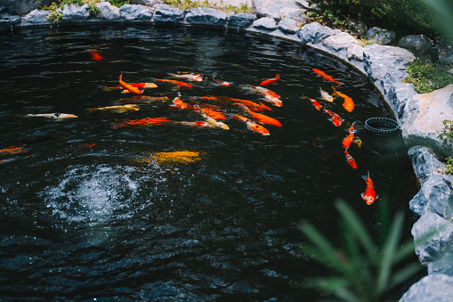 Colorful Carps in a pond