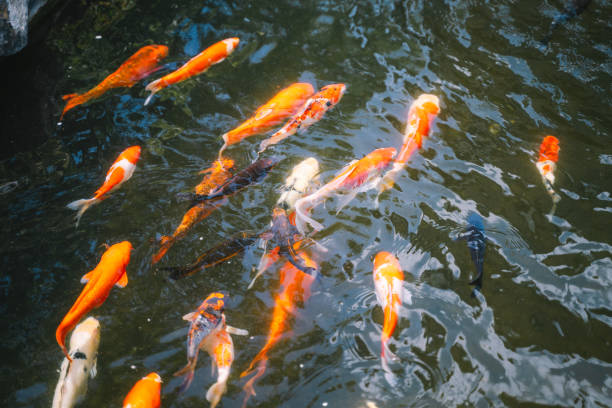 istock Colorful Carps in a pond 1535200526