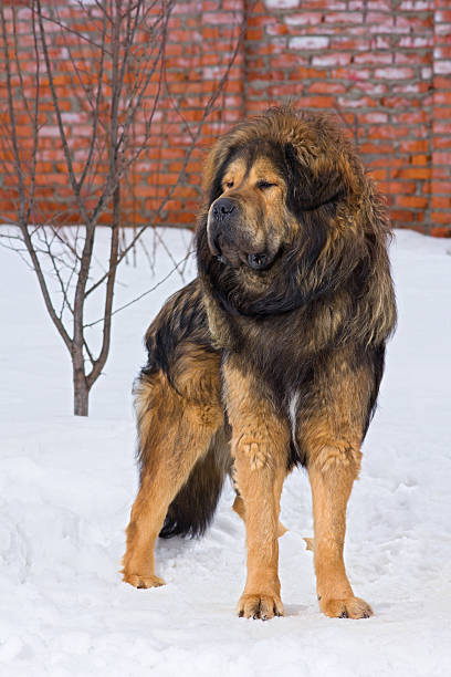 티베탄마스티프 - tibetan mastiff 뉴스 사진 이미지