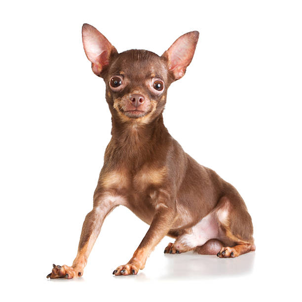 Russian toy terrier Russian toy terrier isolated on a white background russkiy toy stock pictures, royalty-free photos & images