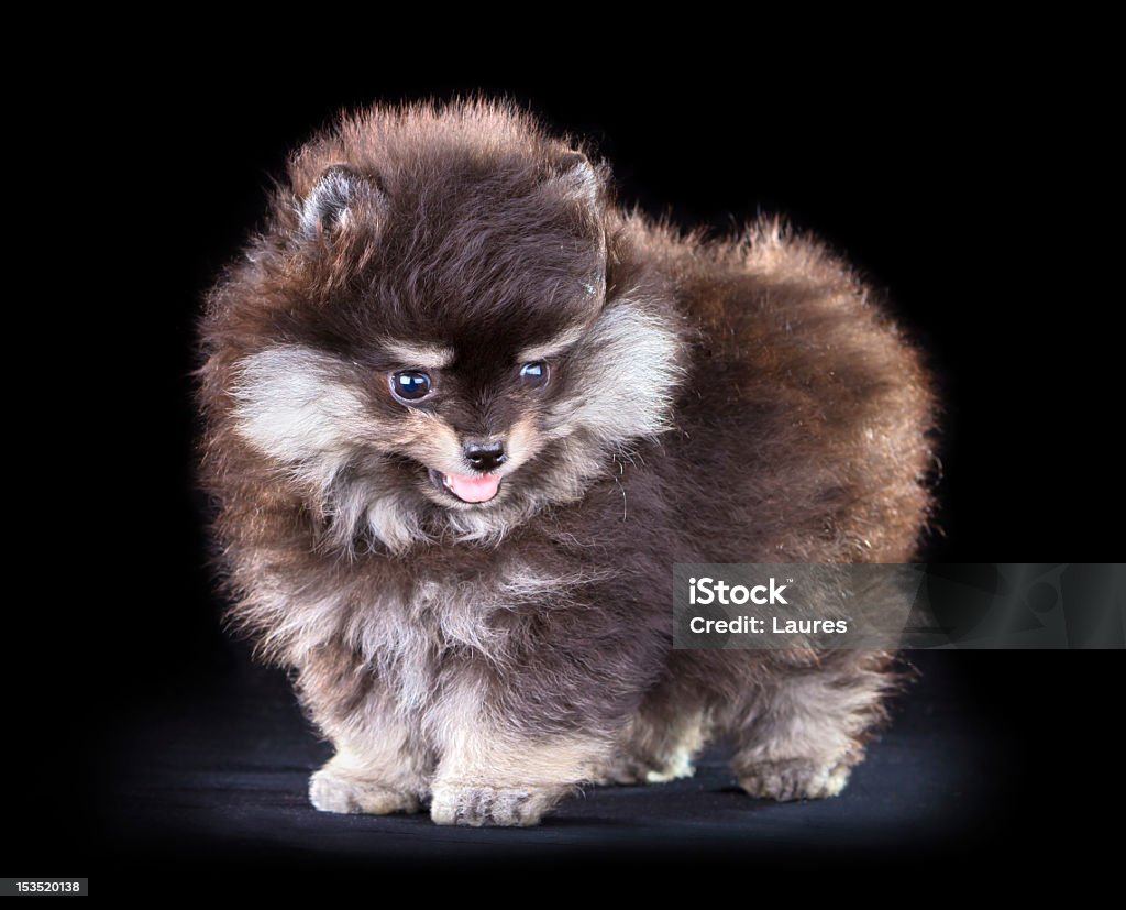 Pomeranio cachorro - Foto de stock de Animal libre de derechos