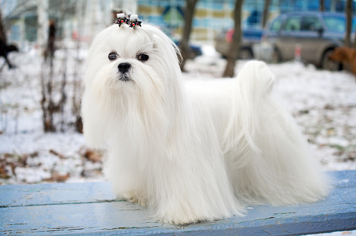 Portrait of a Maltese dog in winter outdoors