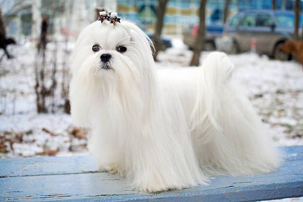 A stunning white Maltese canine if Portrait of a Maltese dog in winter outdoors maltese dog stock pictures, royalty-free photos & images