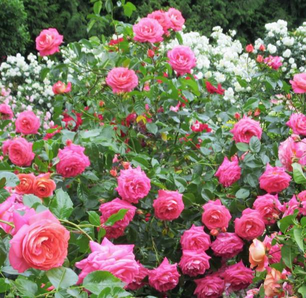 istock Beautiful Bright Close-up Pink Roses In Summer 1535202583