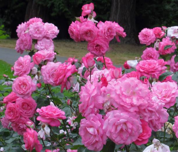 istock Beautiful Bright Close-up Pink Roses In Summer 1535203103