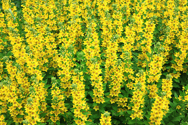 istock close-up of yellow flowers 153520342