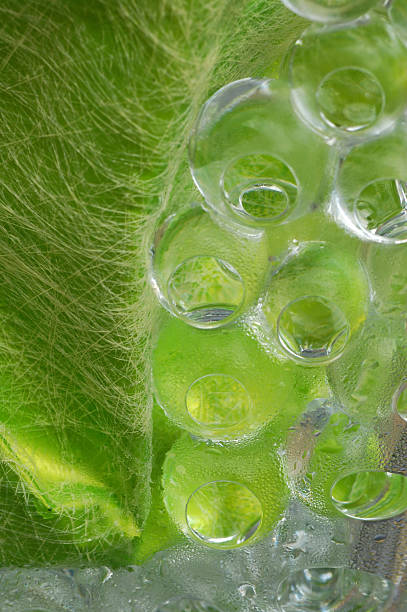 istock decorative arts inside of a Vase 153520475