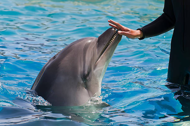 istock Female hand touching a dolphin 153520682
