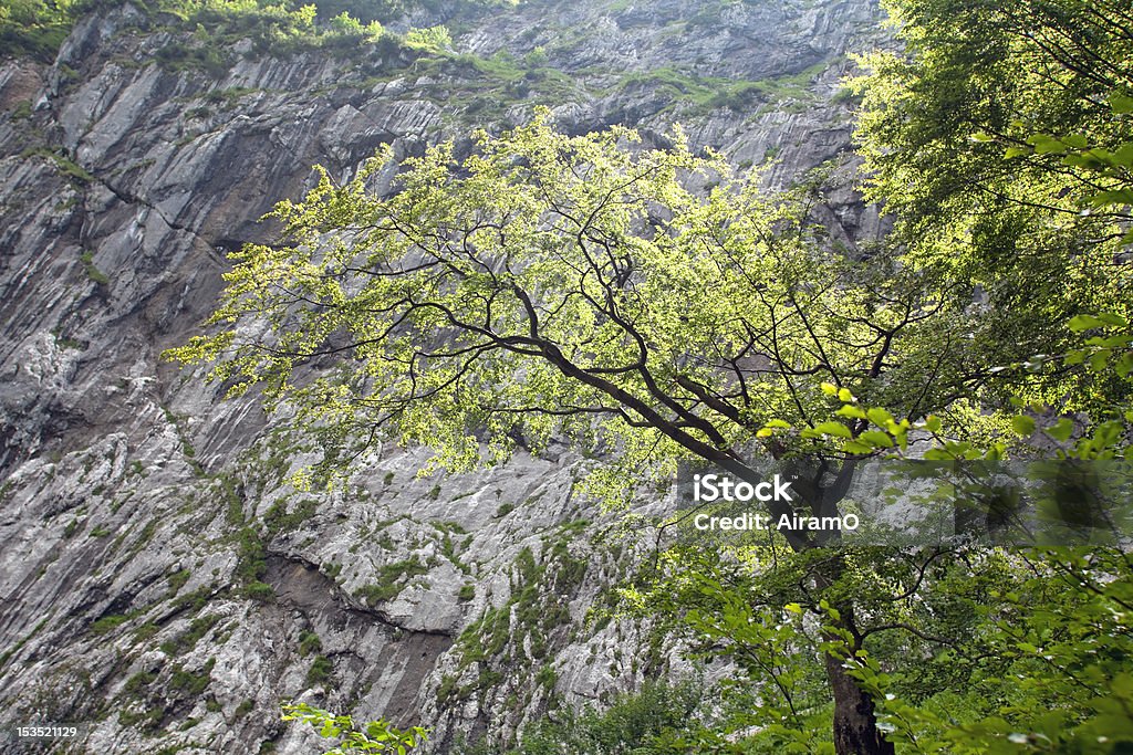 出発の前に、木の岩肌、Wettersteingebirge - オーバーバイエルンのロイヤリティフリーストックフォト