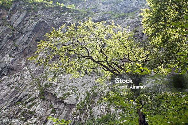 出発の前に木の岩肌wettersteingebirge - オーバーバイエルンのストックフォトや画像を多数ご用意 - オーバーバイエルン, ガルミッシュ・パルテンキルヒェン, ツークシュピッツェ