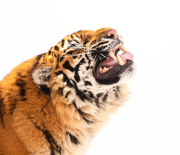 istock tiger isolated on the white background 153521233