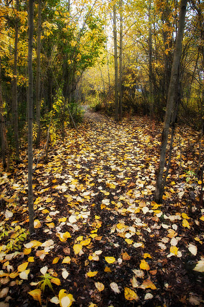 Forest Clearing in Autumn stock photo
