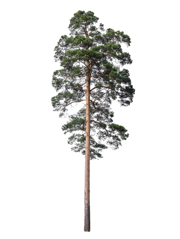 High branched pine tree isolated on a white background