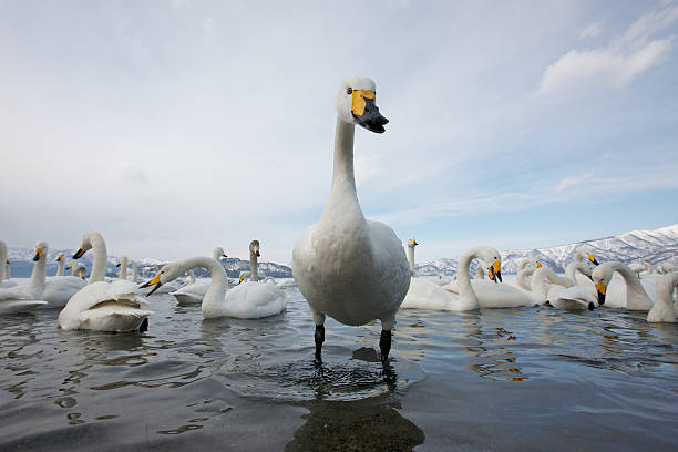Group of Swans stock photo