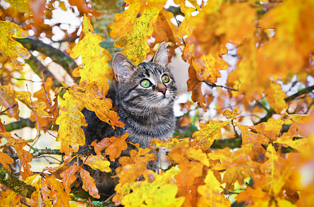 istock Beautiful kitty sitting on the autumn tree 153521490