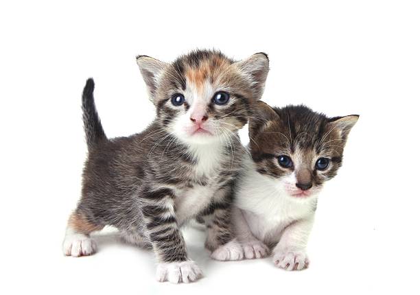 istock Timid Newborn Kittens on a White Background 153521975