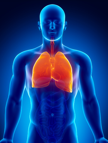 thorax órganos humanos con los pulmones y cardíaca photo