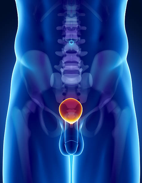 istock Human bladder anatomy with pelvis and spine 153522181