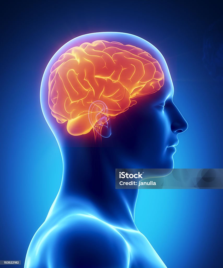 Cerebro humano brillante, vista lateral - Foto de stock de Cerebro humano libre de derechos