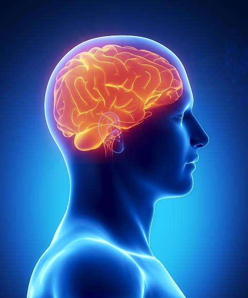 인간의 뇌는 글로잉 레터럴 보기 - parietal lobe 뉴스 사진 이미지