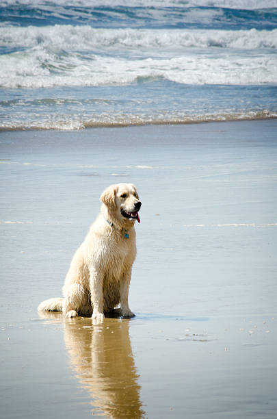 istock Dog at the beach 153522856