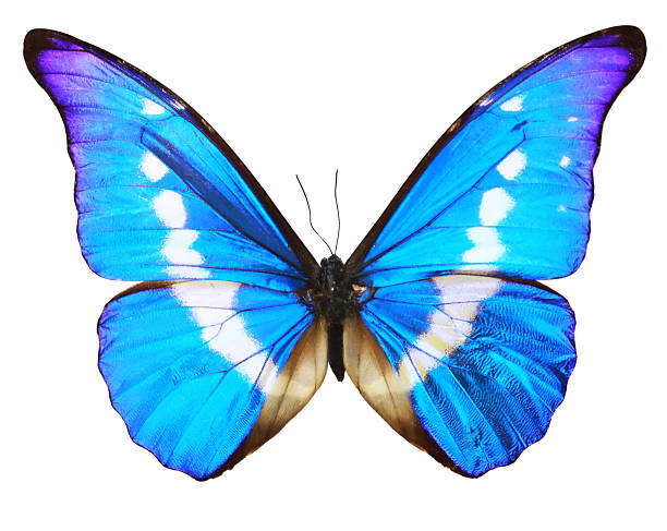 istock Butterfly blue isolated over whte background 153522994