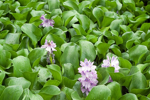 jacinto-de-água - water hyacinth water plant pond nobody imagens e fotografias de stock