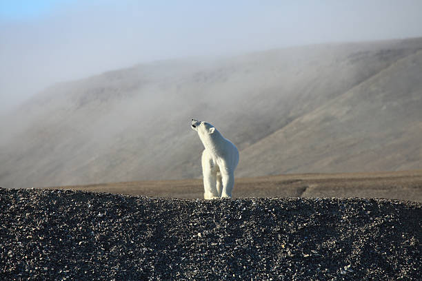 Polar Bear on Canadian Arctic rebound beach.