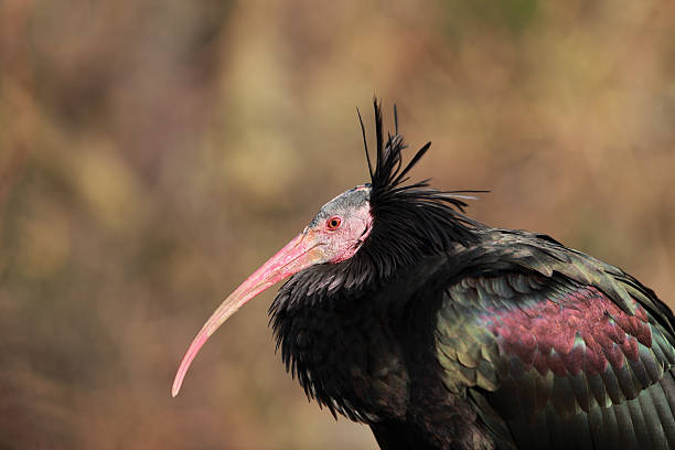 istock Profile of a Northern Bald Ibis 153523395