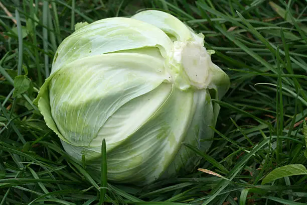 Cabbage-head on the grass
